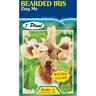 Bearded Iris Zing Pack of 1