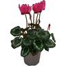 Cyclamen Victoria Mix 10.5cm