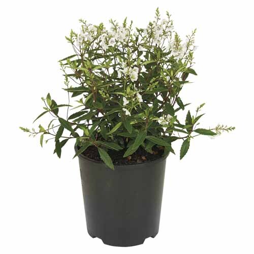 Parahebe Snowcap