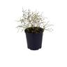 Muehlenbeckia Axillaris 2 litre Colour Effect
