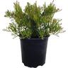 Grevillea Bonnie Prince Charlie