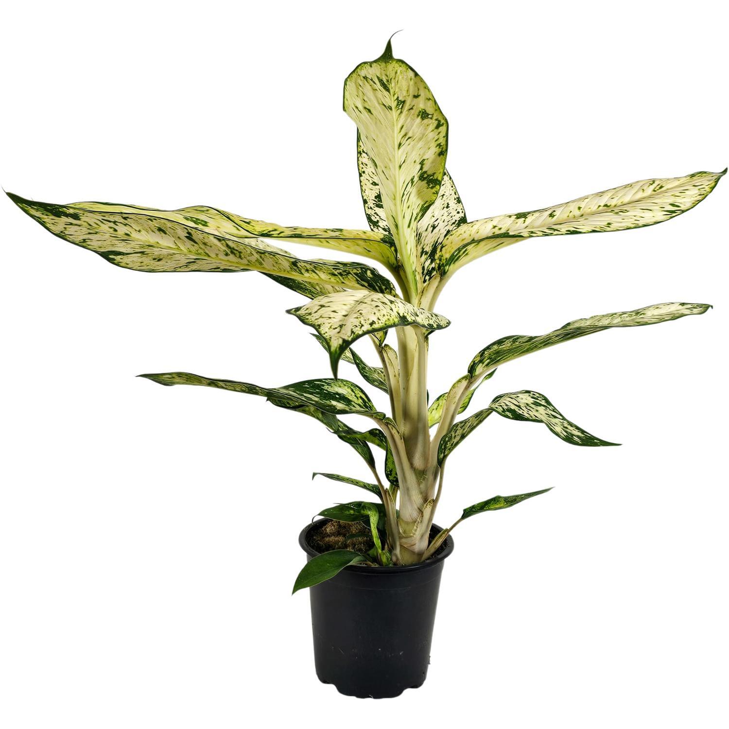 Dieffenbachia Star Bright