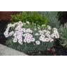 Dianthus Coconut Sundae