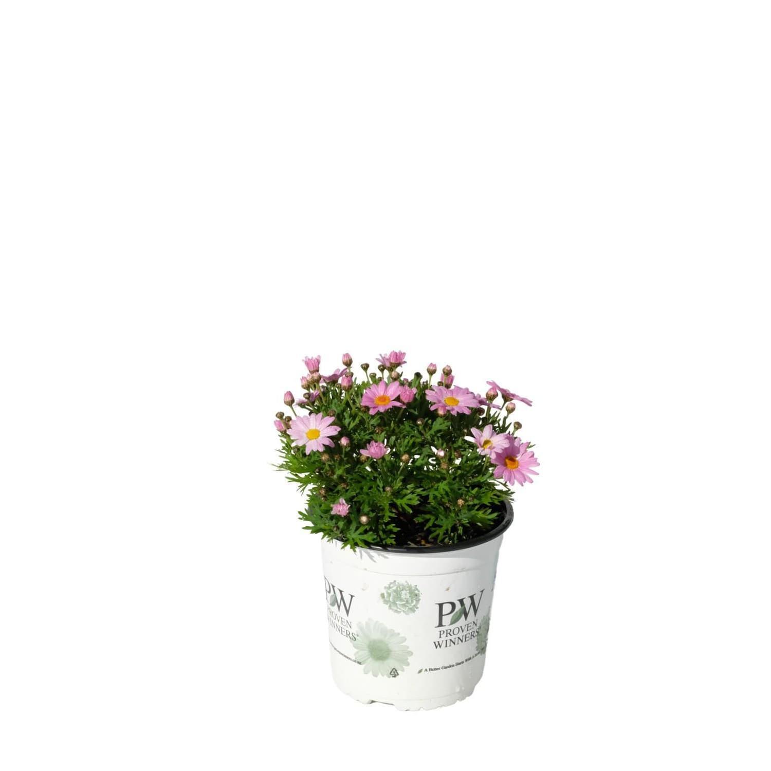 Argyranthemum Lolly