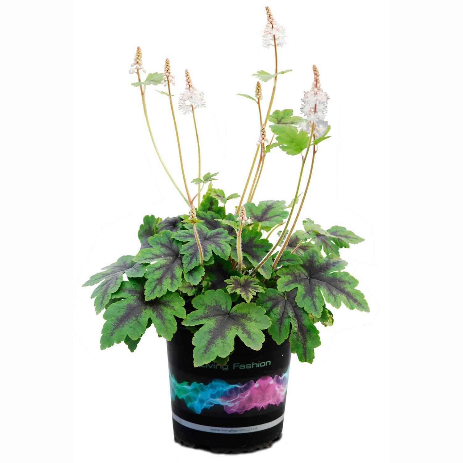 Tiarella Neon Lights