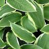 Hosta Fringe Benefit