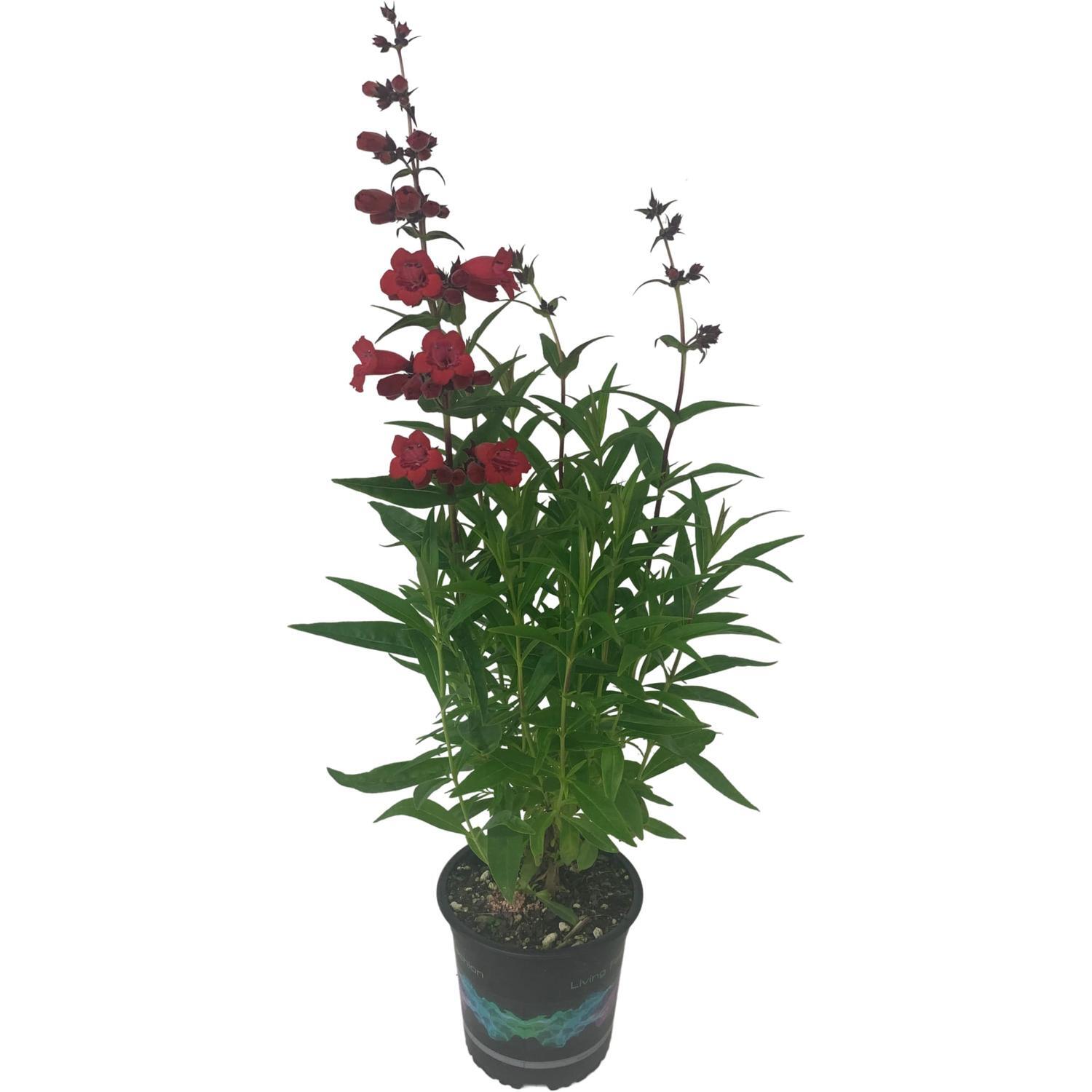 Penstemon Cha Cha Cherry