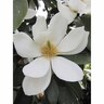 Magnolia Fairy Cream 2.5L