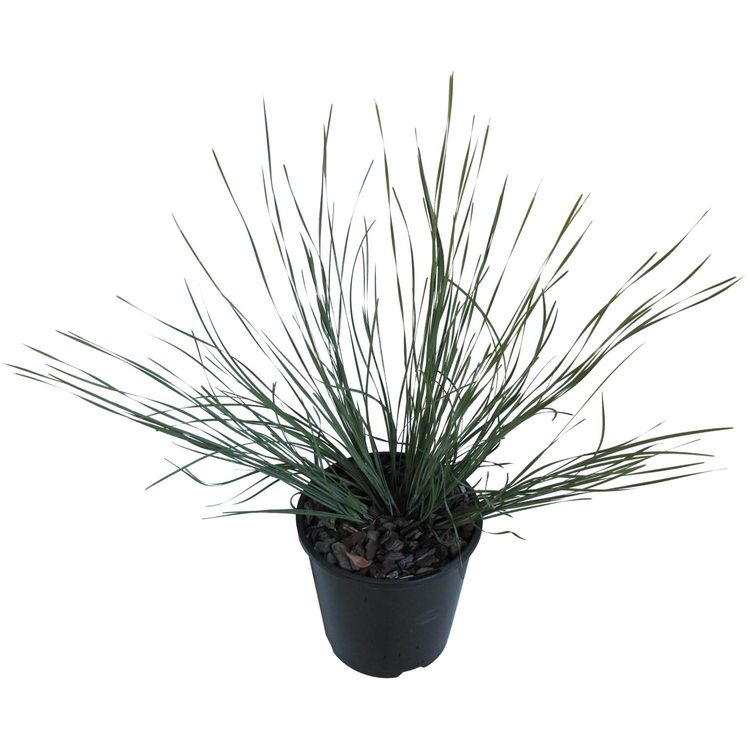 Lomandra Shara