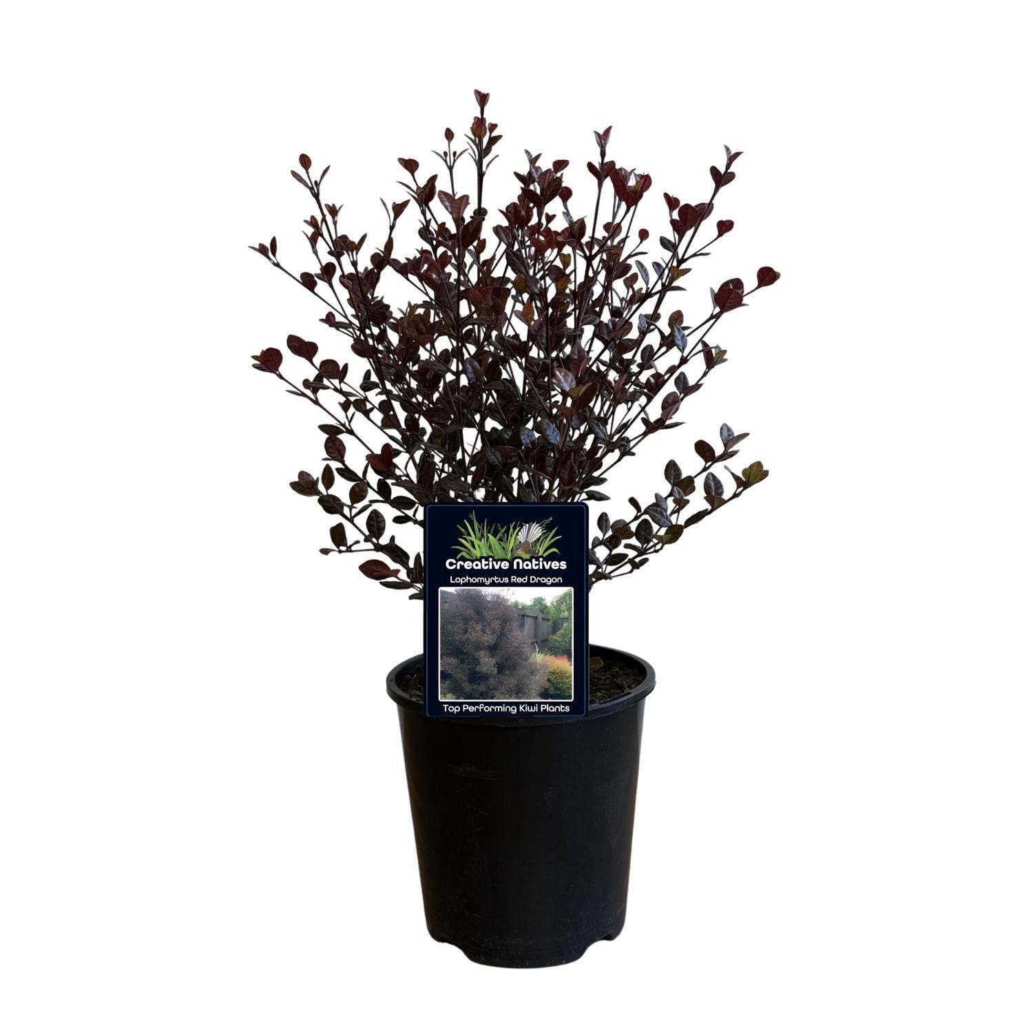 Lophomyrtus Red Dragon  15cm