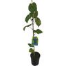 Grape Schuyler 3 litre