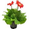 Indoor Gerbera