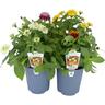 Zinnia 14cm