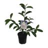 Magnolia Fairy White