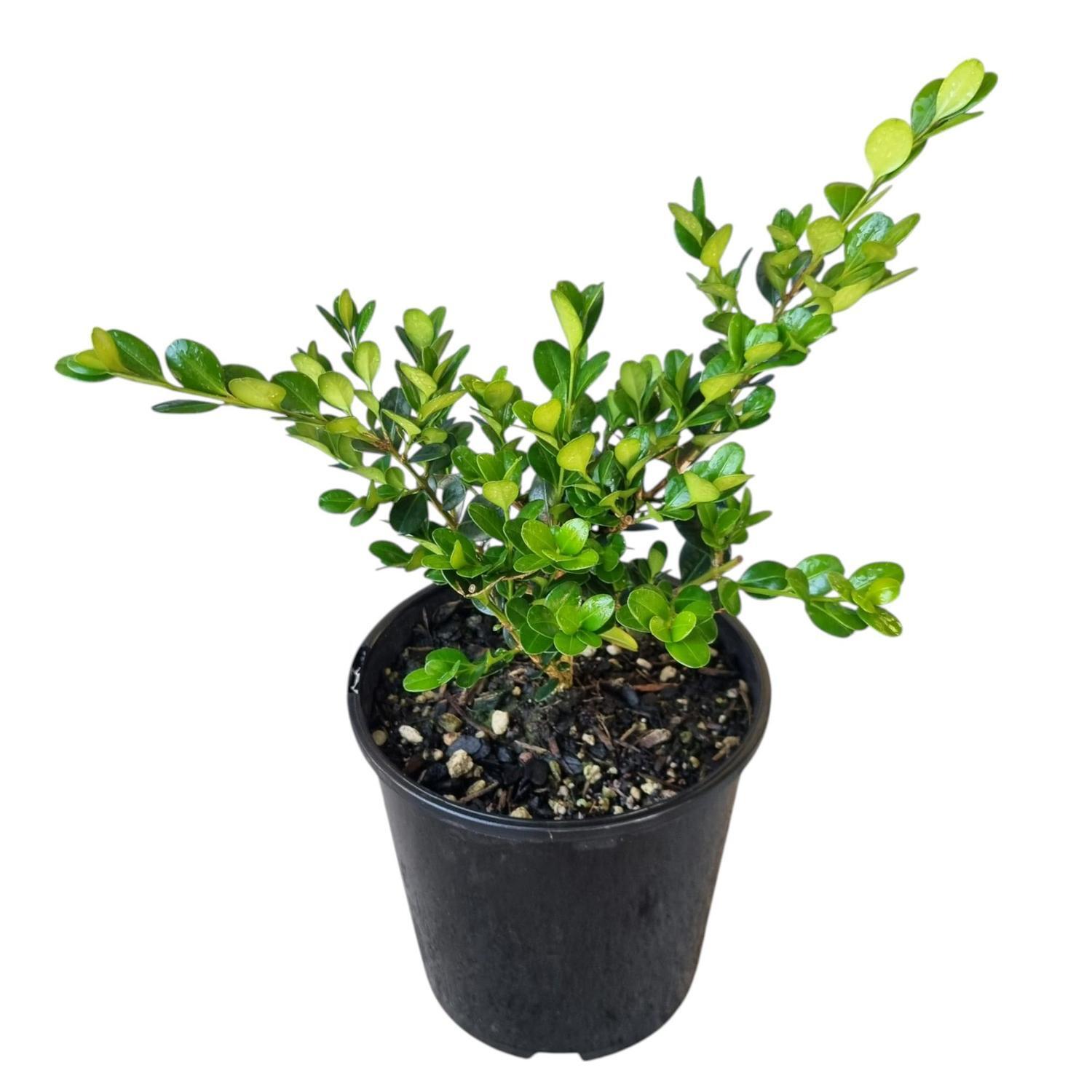 Buxus Hybrid Green Gem 2L
