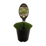 Sclearnthus Biflorus 3.5 litre