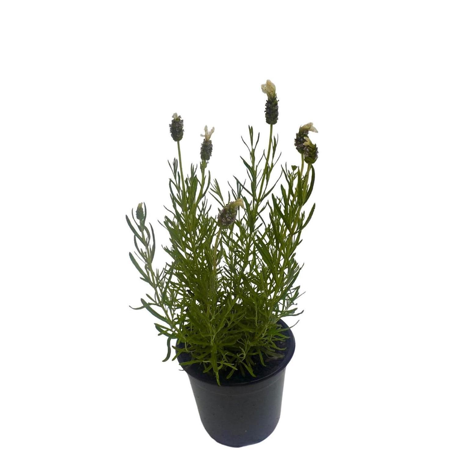 Lavender Sensation White