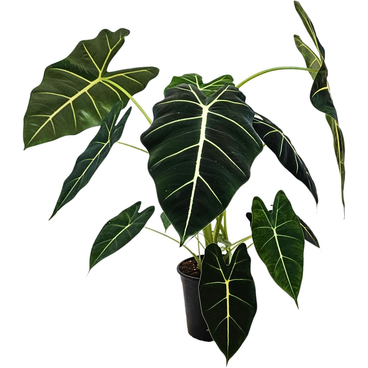Alocasia Frydek 17cm