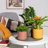 Indoor Cottage Cup Pot Burnt Orange 23cm 207 x 227 x 227mm