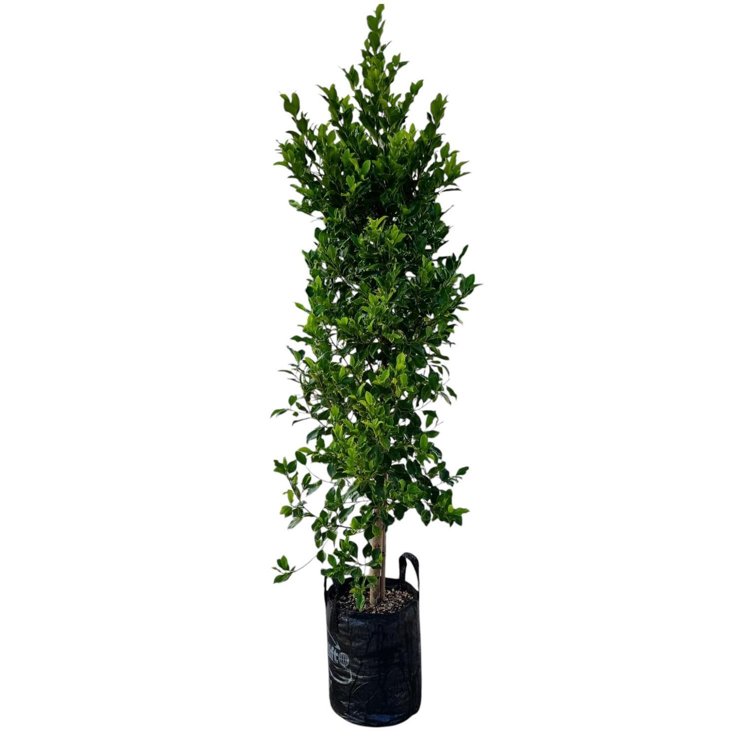 Ficus Tuffi 25L