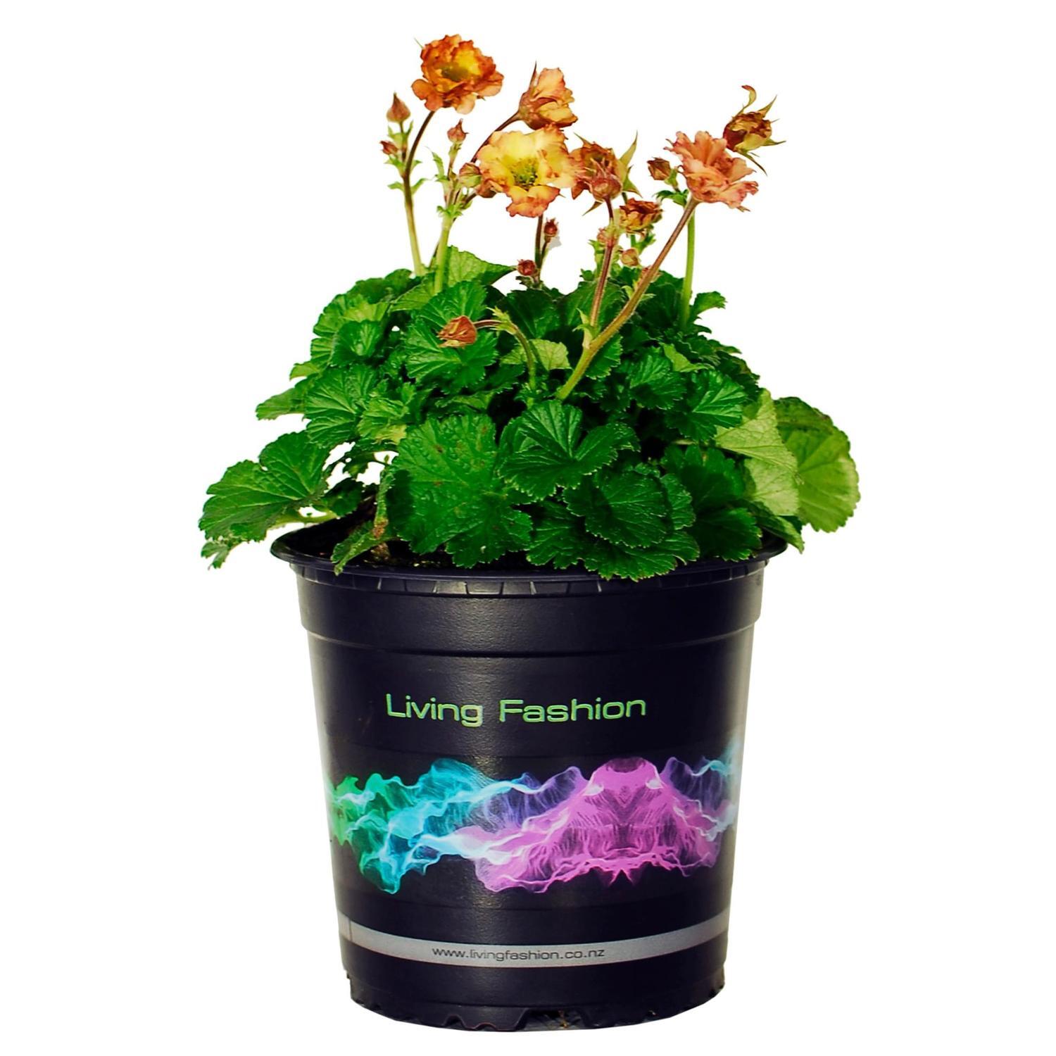 Geum Tempo Yellow