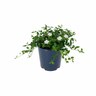 Silene maritima