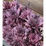 SUPERSEMPS® Sempervivum Onyx