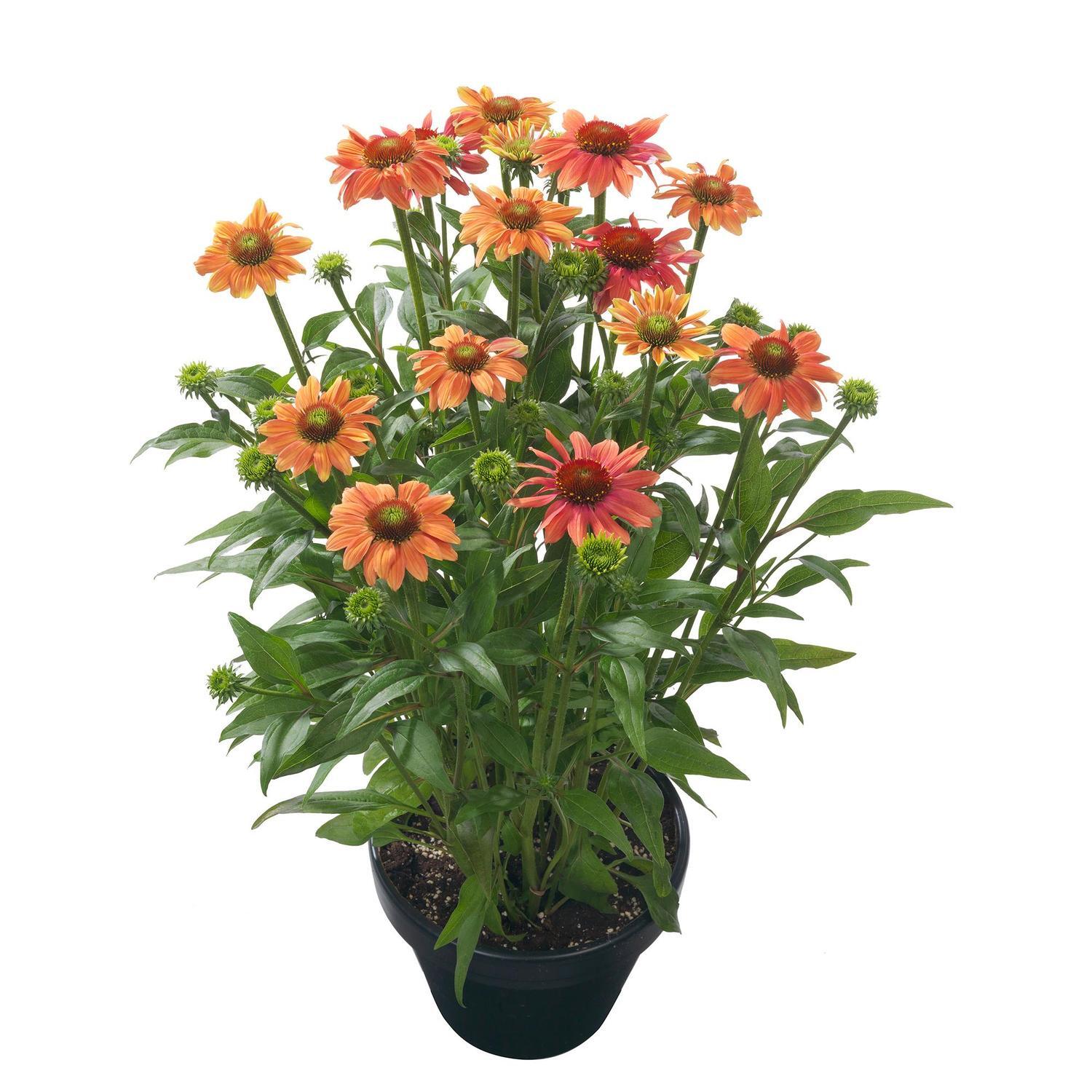 Echinacea Moodz Sympathy