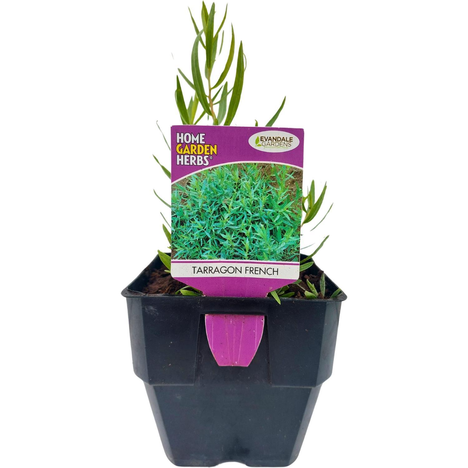 Tarragon French