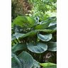 Abutilon Lucky Lantern