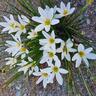 Zephyranthes Candida 'Rain/ Fairy Lily'  2L