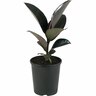 Ficus Black Knight