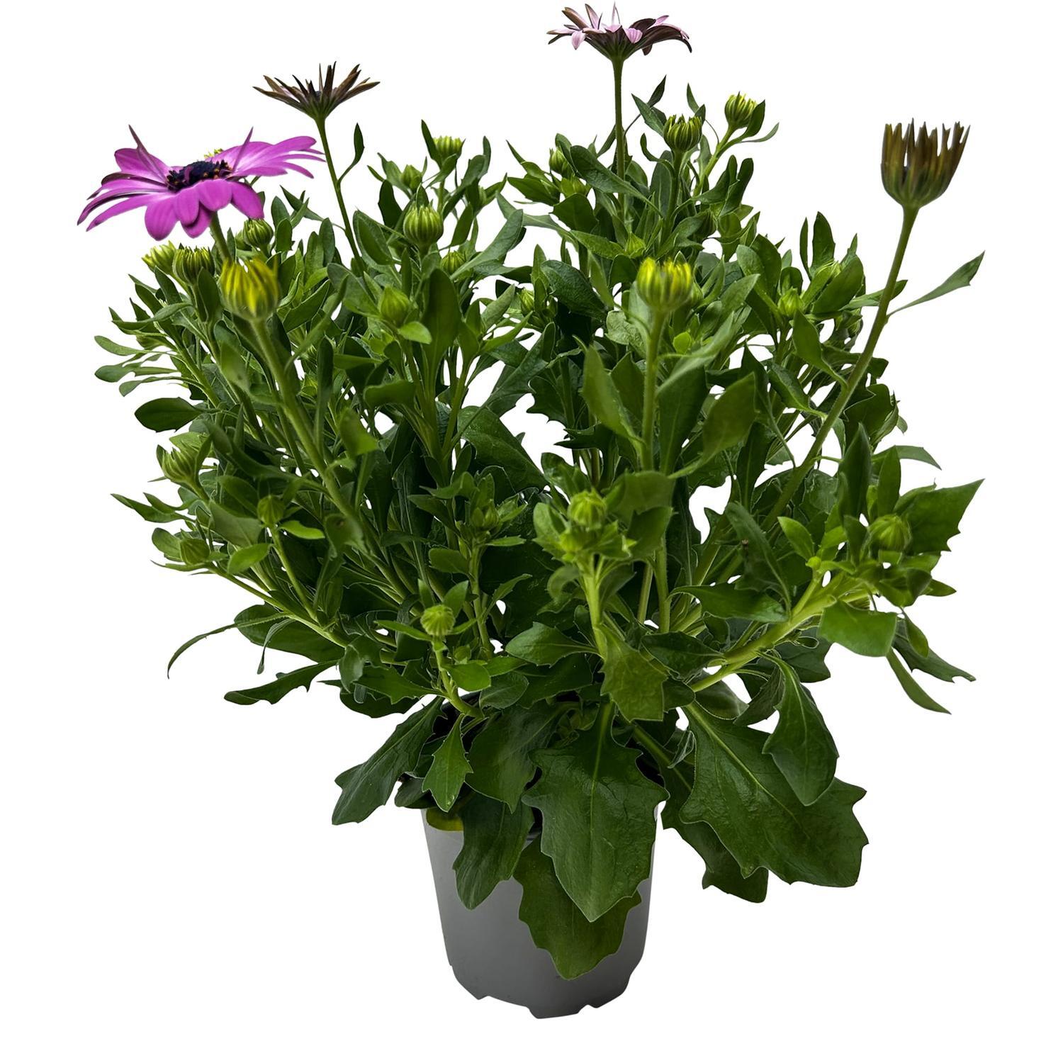 Osteospermum Margarita