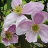 Clematis Giant Star 3.3 litre