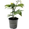 Tomato Ponchi