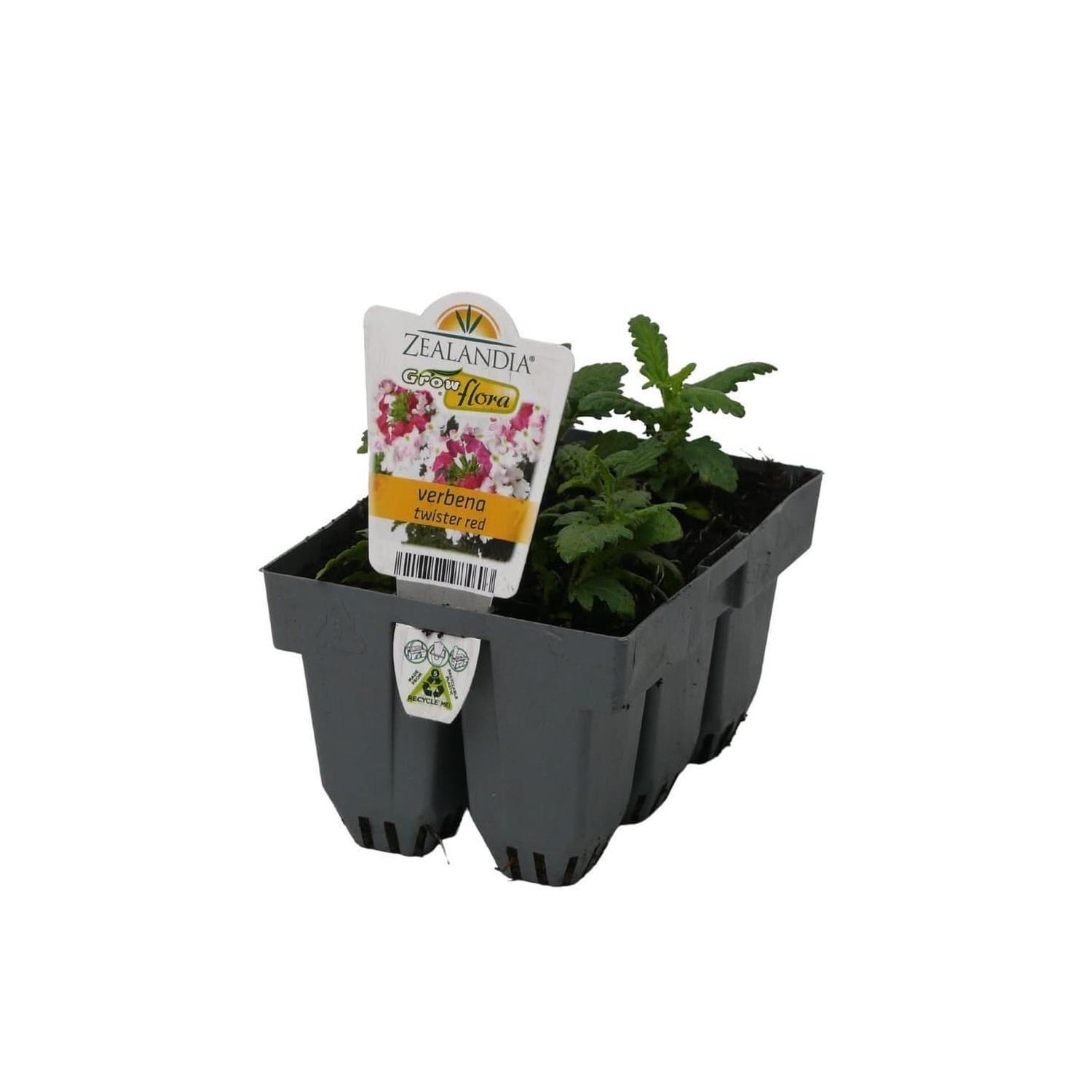 Verbena Twister