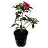 Camellia Hybrid 'Roma Red'