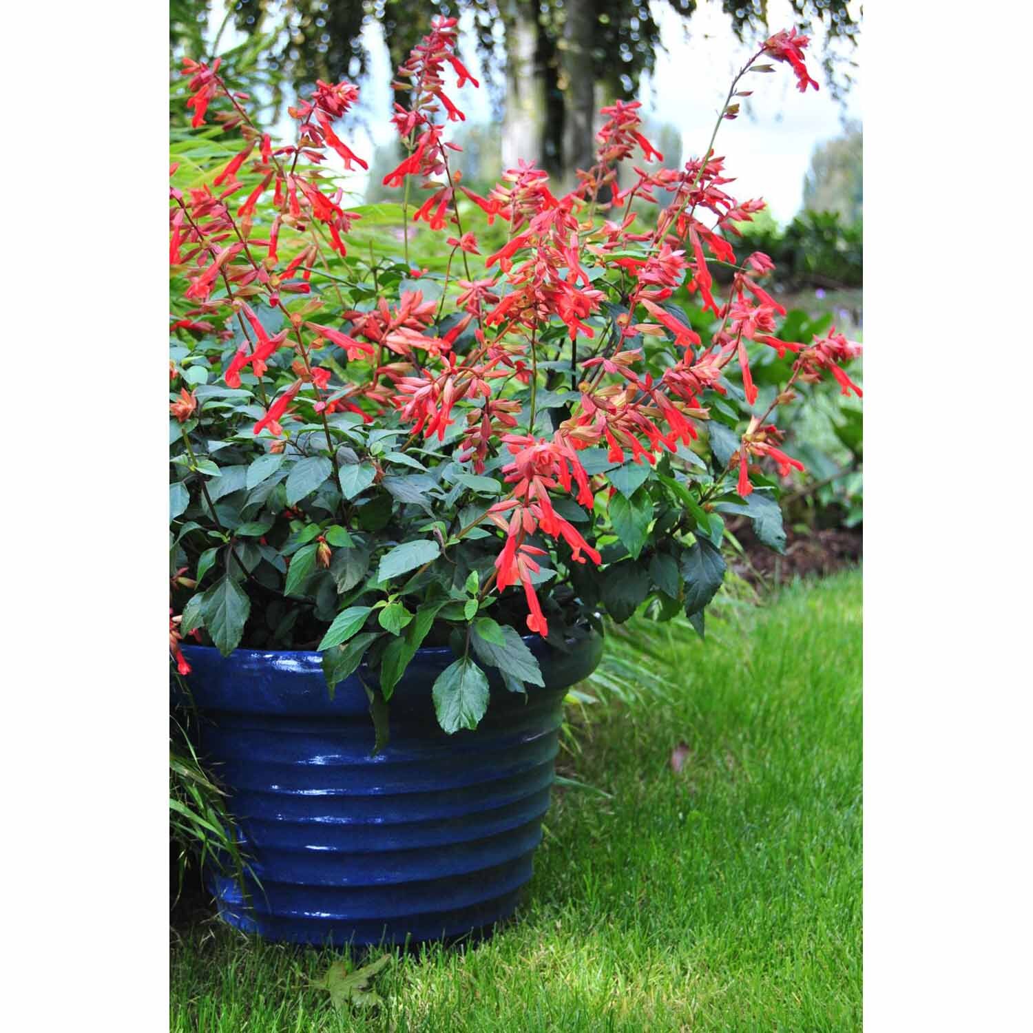 Salvia 'Embers Wish'