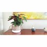 Julie Indoor Ceramic Pot