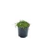 Pratia Angulata 2 litre