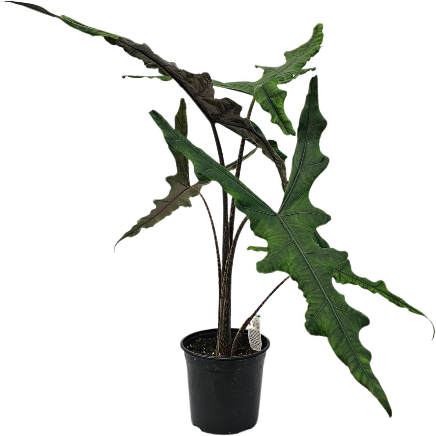 Alocasia Sabrina 17cm
