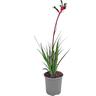 Anigozanthos Bush Gems
