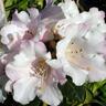 Rhododendron 'Countess of Haddington'