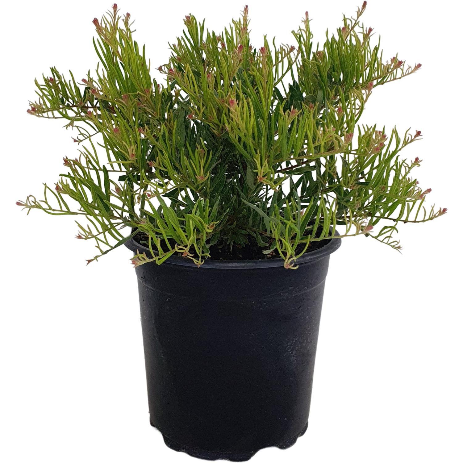 Grevillea Bonnie Prince Charlie