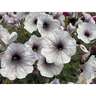 Petunia Matariki Magic