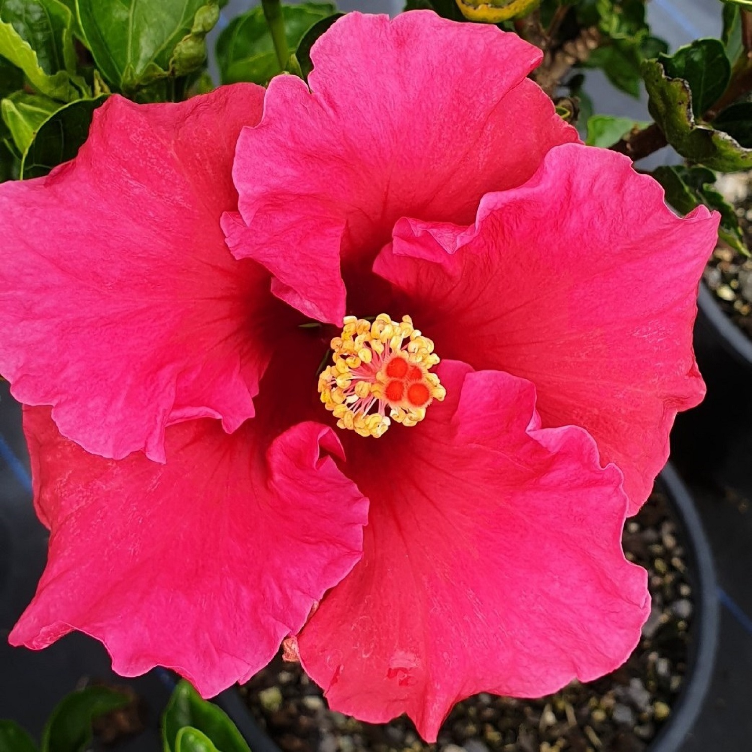 Hibiscus Cardinal