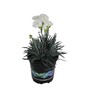 Dianthus Memories