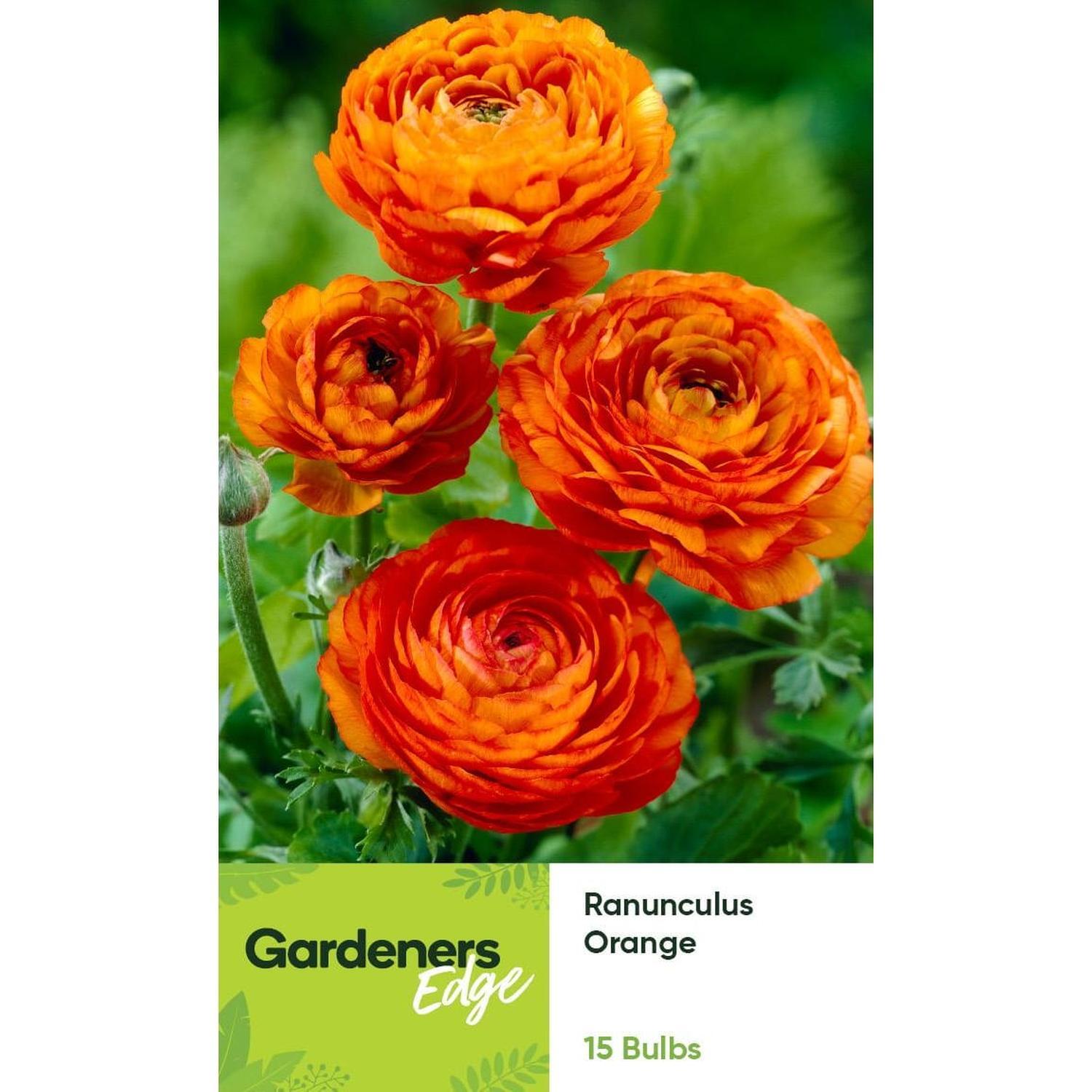 Ranunculus Orange 15 pack