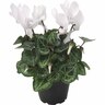 Micro Cyclamen
