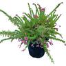 Grevillea Drummer Boy 2L